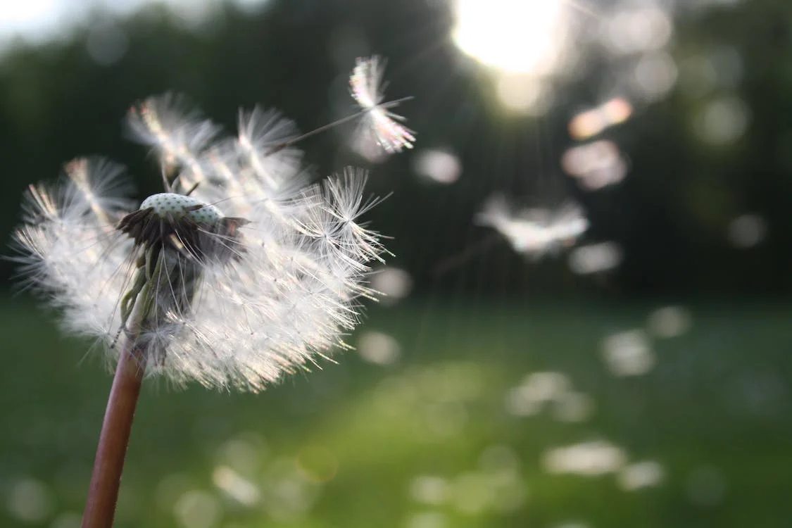 Autonomy Picture: Seed from Flower