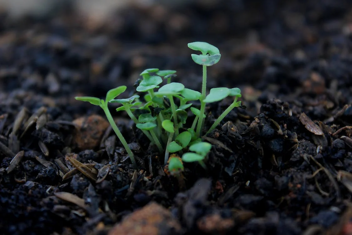 Honorability Picture: Small Plants