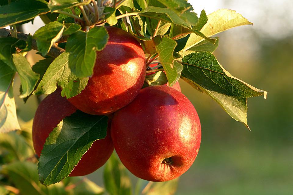 Health Picture: Red Apples on a Tree