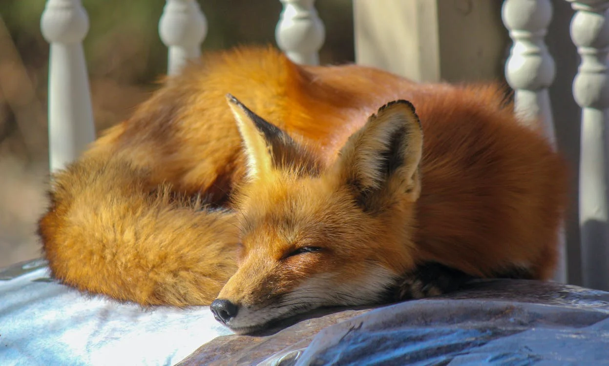 Restedness Picture: Animal Sleeping