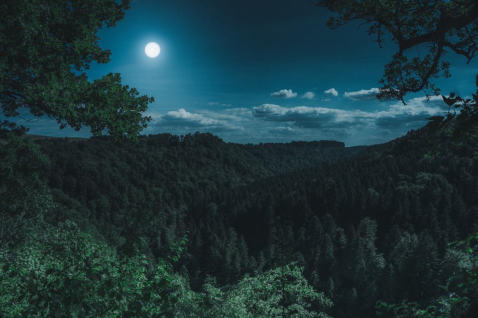 Resting Picture: Forest