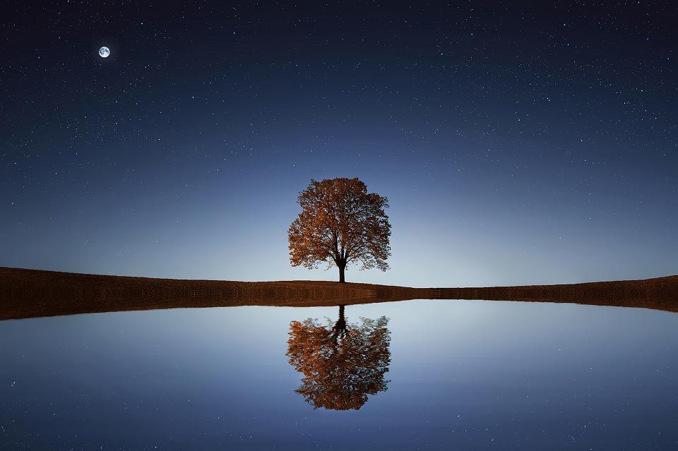 Tranquility Picture: Tree Lake