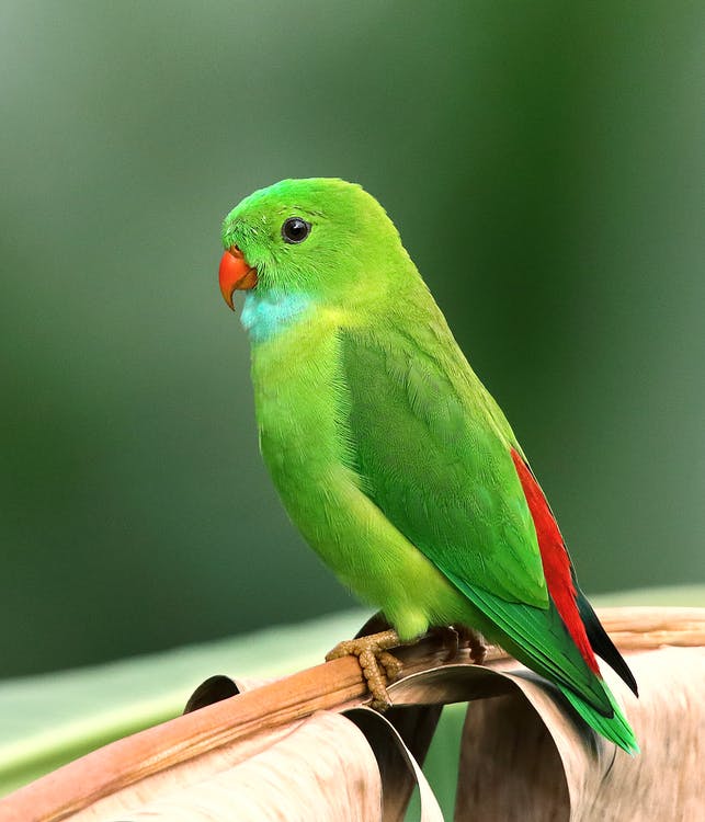 Picture: Biology: Green Bird