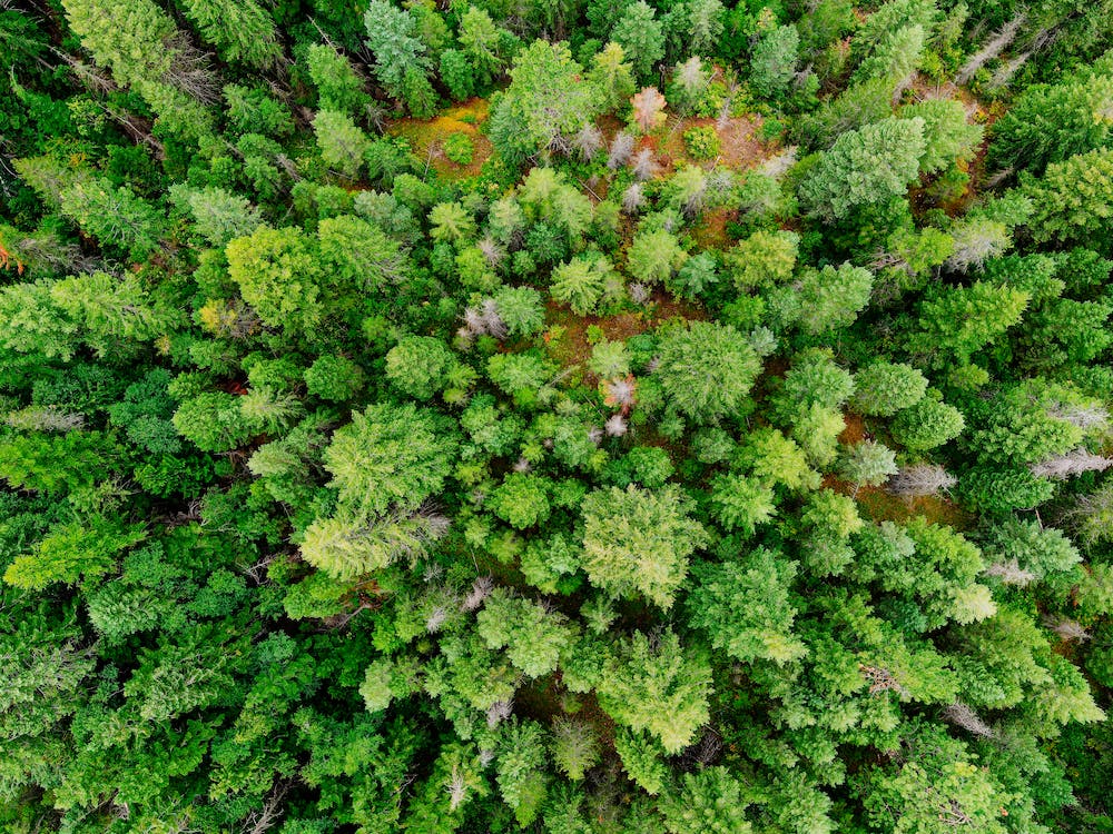 Picture: Environment: Forest