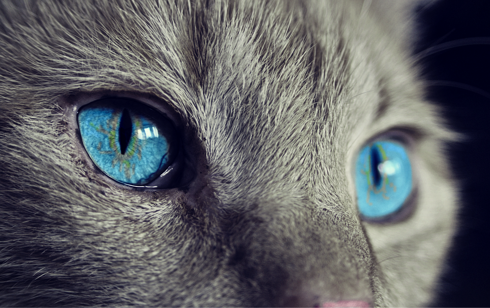 Picture: Perception: Cat Eyes