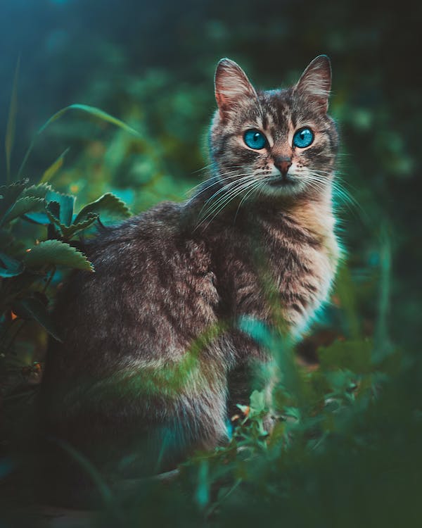 Picture: Posture: Cat Standing Straight
